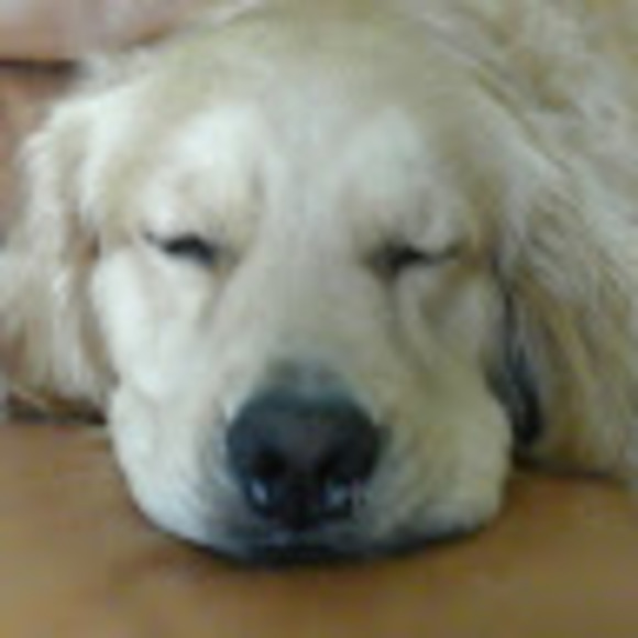 Meet your Posher, Talia - Picture 1 of 1